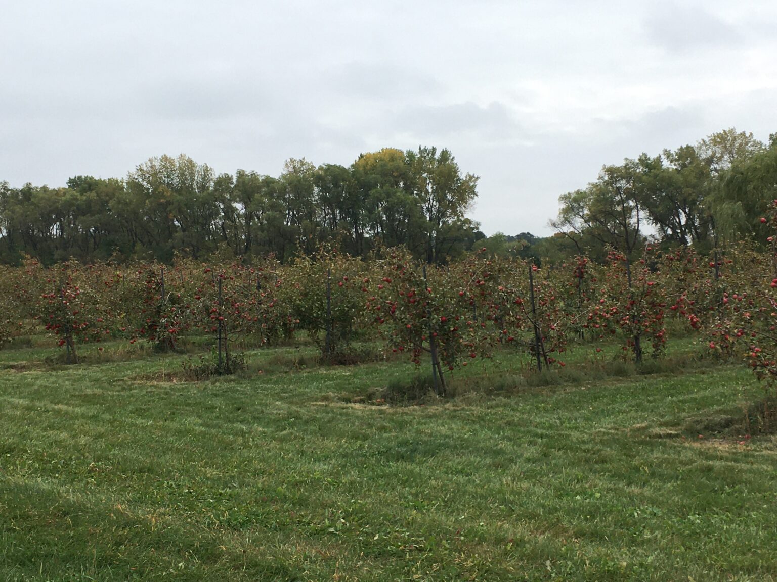 All in the family Applewood Orchard has been operated by the Parrantos